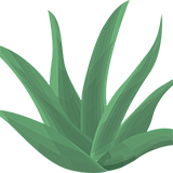 :aloe: