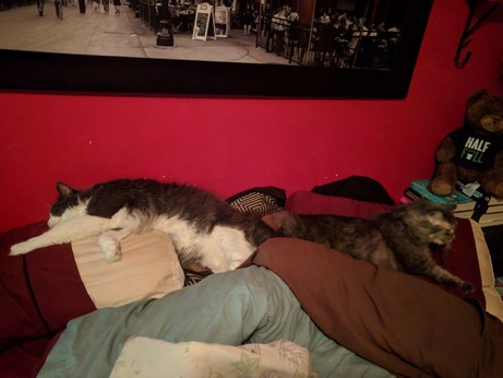 A gray tuxedo cat and a gray tabby cat sleeping perpendicular to each other on a pile of pillows