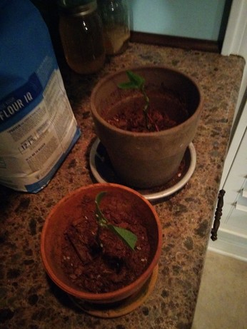 Two lime tree cuttings sitting in small flowerpots on a kitchen counter