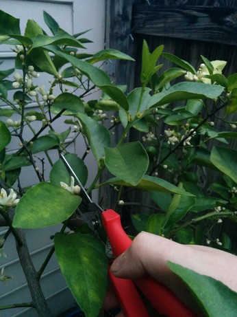 A ~5 year old lime tree, with a white hand holding a pair of shears at a 45 degree angle directly above a leaf node on a new growth branch