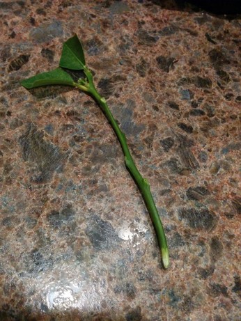 The cutting from the previous picture with most of its leaves removed, the top 2 leaves cut down to around an inch, and a bit of the skin at the bottom end scraped off