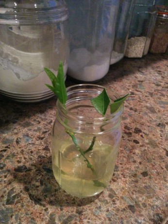 Two lime tree cuttings soaking in a mason jar containing honey tea rooting hormone