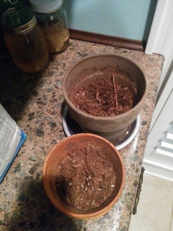 Two flowerpots full of seed starter with a small hole poked into the center. They are sitting on a kitchen counter