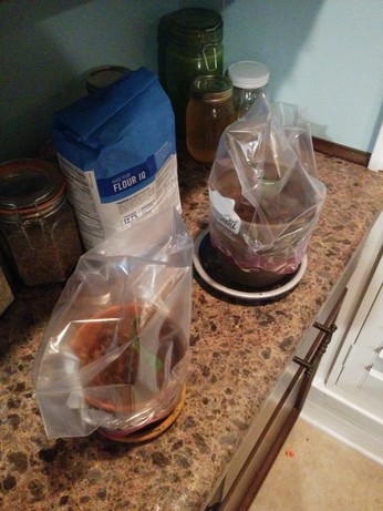 The same cuttings in the same pots, now with plastic sandwich bags taped around the pot and over the cuttings