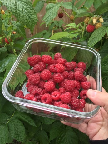 Perfectly ripe raspberries, just picked