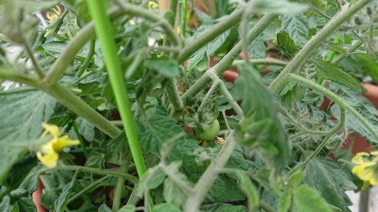 A photo of close-up tomato foliage. Through the leaves and stems, a small round green tomato can be seen.