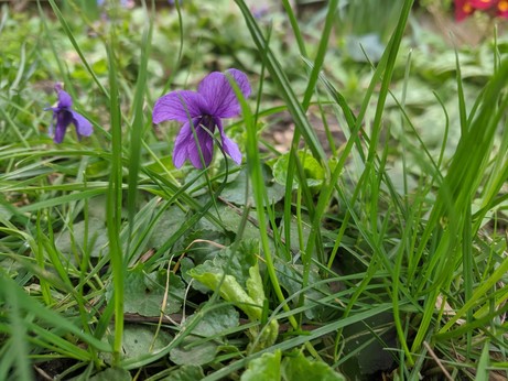 A purple Violet in the midst of bright green grass