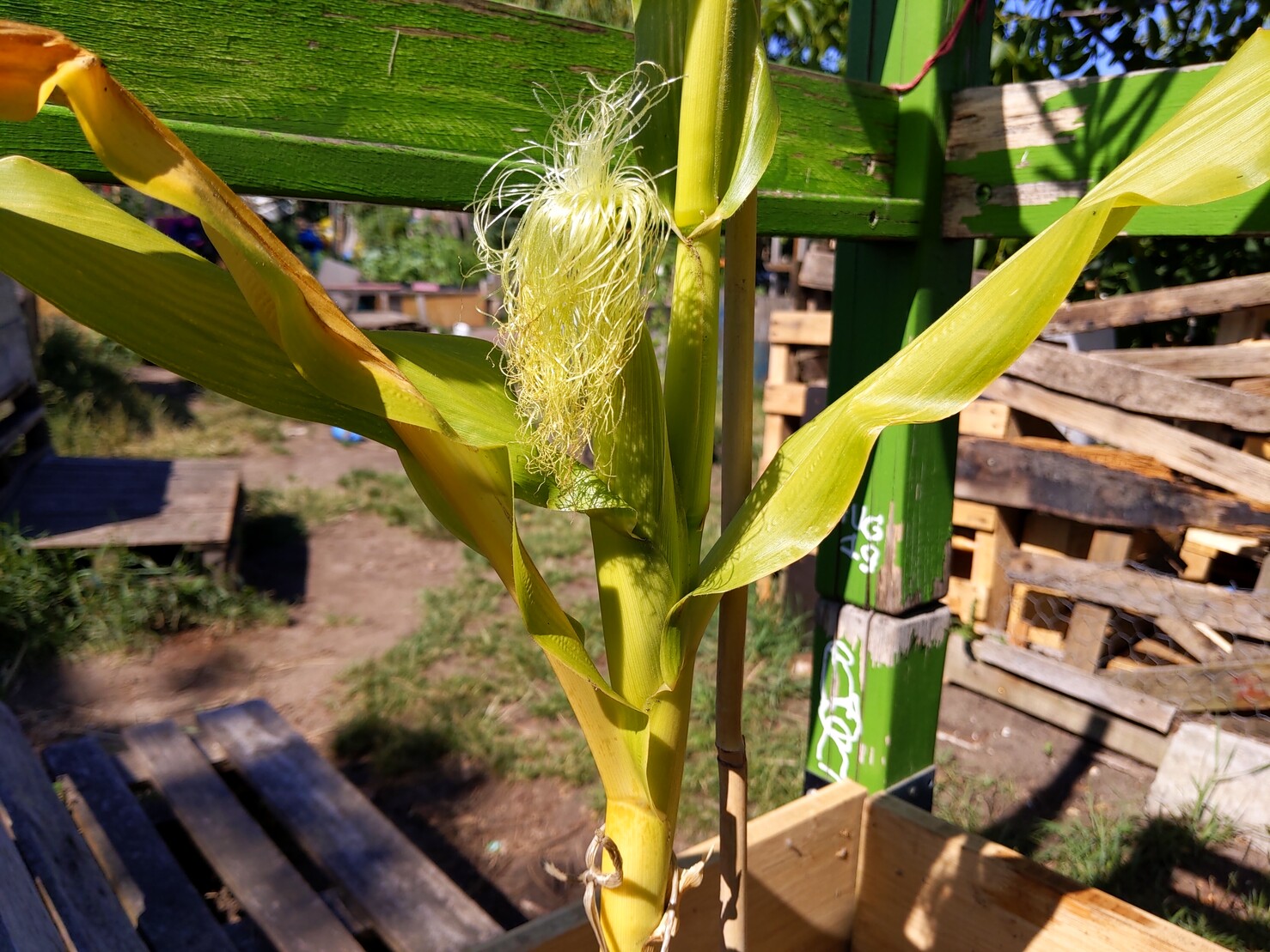 Picture of a Open Source Corn plant Lisanco