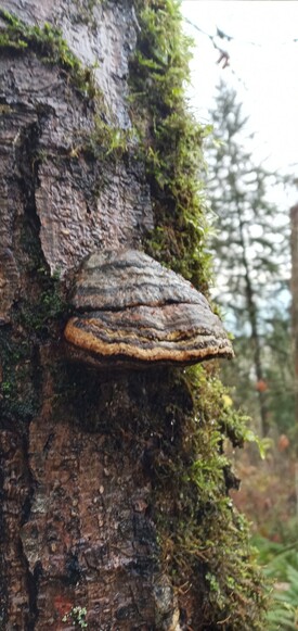 Dark brown and grey mushroom on the side of a tree