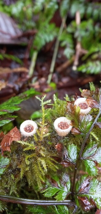 Three little birds nest fungus on a twig with some moss. They look like teeny white cup with brown eggs in them